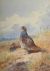 On the stubble by Archibald Thorburn, Watercolour heightened with white, sold Jun 2025