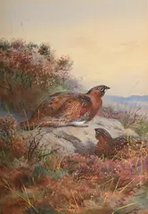 Startled grouse by Archibald Thorburn, Watercolour heightened with white, sold Jun 2025