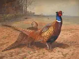 Cock and hen pheasants by Archibald Thorburn, Watercolour heightened with white, offered Jun 2025