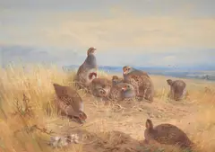The upland stubbles by Archibald Thorburn, Watercolour with white heightening, sold Jun 2025