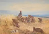 The upland stubbles by Archibald Thorburn, Watercolour with white heightening, sold Jun 2025