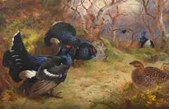 Blackgame in spring by Archibald Thorburn, Watercolour heightened with white, sold Jun 2025