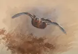 A grouse in flight by Archibald Thorburn, Watercolour heightened with white, sold Jun 2025