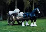 Perceval by Sarah Lucas, print, offered Jun 2025