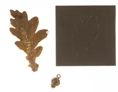 Acorn by Anya Gallaccio, Bronze multiple together with a dried oak tree leaf, offered Jun 2025