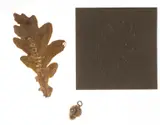 Acorn by Anya Gallaccio, Bronze multiple together with a dried oak tree leaf, offered Jun 2025