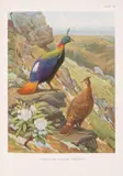 A Monograph of the Pheasants by Birds.- Beebe, print (other), sold May 2025