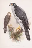 The Birds of Great Britain by Birds.- Gould, lithograph, sold May 2025