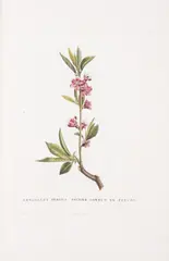 And P[ierre] by Botany.- Rousseau, ink, sold May 2025