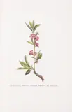 And P[ierre] by Botany.- Rousseau, ink, sold May 2025
