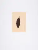 Blatt auf Karteikarte by Joseph Beuys, Screenprint in colours, offered May 2025