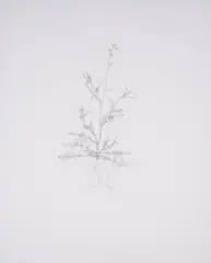 Annual Wall Rocket by Michael Landy, Etching, sold May 2025