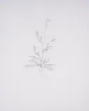Annual Wall Rocket by Michael Landy, Etching, sold May 2025