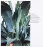 John Donne/Agave by Wolfgang Tillmans, Collage Archival inkjet print in colours, offered May 2025
