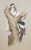 Study of woodpeckers on a tree bough by Andrew Fitchett, pencil and watercolour, sold Jan 2026