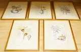 Six early 19th century botanical engravings by Ferdinand Bernhard Vietz, print (other), sold Jan 2026