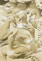 Guillemot Ledge by John Tennent, pencil, sold Dec 2025