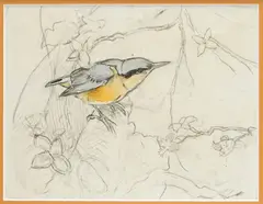 Nuthatch by Winifred Austen, pencil and watercolour, sold Dec 2025