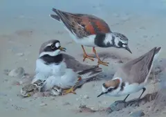 Study of Ringed Plover and chicks, Turnstone and Kentish Plover by Archibald Thorburn, watercolour, sold Nov 2025