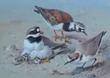Study of Ringed Plover and chicks, Turnstone and Kentish Plover by Archibald Thorburn, watercolour, sold Nov 2025