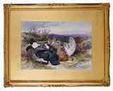 Blackcock and grouse by James Hardy junior, watercolour, offered Dec 2017