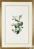 by R. Havell by John James Audubon, hand-colored engraving and aquatint, sold Oct 2025