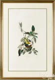 by R. Havell by John James Audubon, hand-colored engraving and aquatint, sold Oct 2025