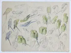 Étude d'oiseaux exotiques et perruches by Xavier de Poret, Mine de plomb, aquarelle, sold Nov 2025