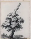 Etude d'arbre by Michel Mandevare, Crayon noir, sold Nov 2025