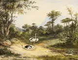 Paysage exotique au couple d'autruches dans leur nid by Adrien Lucy, Plume et encre brune, aquarelle et gouache, sold Mar 2025