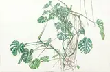 Les Philodendrons by Sam Szafran, Aquarelle sur papier signée en bas au centre, sold Jun 2024