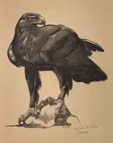 Aigle royal by Paul Jouve, Lithographie originale, tirage au noir, épreuve d'artiste sur papier japon impérial, sold Apr 2023