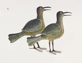 Raven Duo by Kenojuak Ashevak, stonecut on paper, sold Feb 2025
