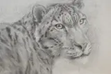 Snow Leopard by Vesela Sultanova 'VesA', pencil on paper, offered Mar 2025