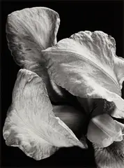 Iris Blanc by Pierre-Jean Amar, Silver gelatin print, image size, offered Mar 2026