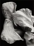Iris Blanc by Pierre-Jean Amar, Silver gelatin print, image size, offered Mar 2026