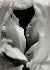 Iris Blanc by Pierre-Jean Amar, Silver gelatin print, image size, offered Mar 2026