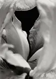 Iris Blanc by Pierre-Jean Amar, Silver gelatin print, image size, offered Mar 2026