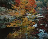 Island Pond, Harriman State Park, 1983 Cibarchrome print, image/sheet size 50.5 x 60.5cm by Robert Glenn Ketchum, print, offered Mar 2026