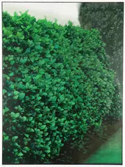 Hedges by Ivor Abrahams, pencil, sold Feb 2026