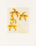 Orchidaceae Odontoglossum Grande by Elizabeth Blackadder, Print Studio framed ARR Dimensions:plate, sold Feb 2026
