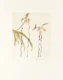 Orchidaceae Paphiopedilum Sanderianum by Elizabeth Blackadder, Print Studio framed ARR Dimensions:plate, offered Feb 2026