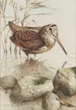 Woodcock by Edwin Penney, watercolour, offered Feb 2026