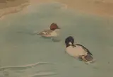 Goldeneyes Linlithgow by Richard Barrett Talbot Kelly, watercolour, offered Feb 2026