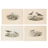 Birds of Great Britain by John Gould, print (other), offered Feb 2026