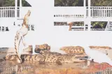Crocodile Wrestling by Angus Fairhurst, print (other), sold Mar 2025