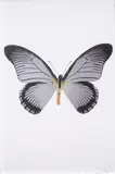 The Souls IV by Damien Hirst, pencil, sold Mar 2025
