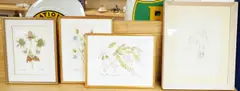 Botanical studies by John Skelton, pencil, sold Nov 2025