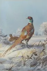 Ring-necked Pheasant and Hen in a winter landscape by John Cyril Harrison, watercolour, sold Jul 2026