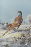 Ring-necked Pheasant and Hen in a winter landscape by John Cyril Harrison, watercolour, sold Jul 2026